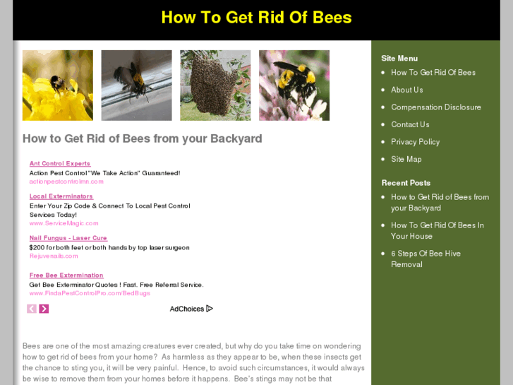 www.howtogetridofbees.org