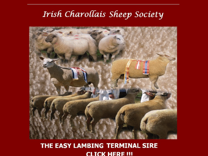 www.irishcharollaissheep.net