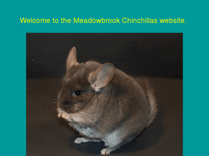 www.chin-chillas.com