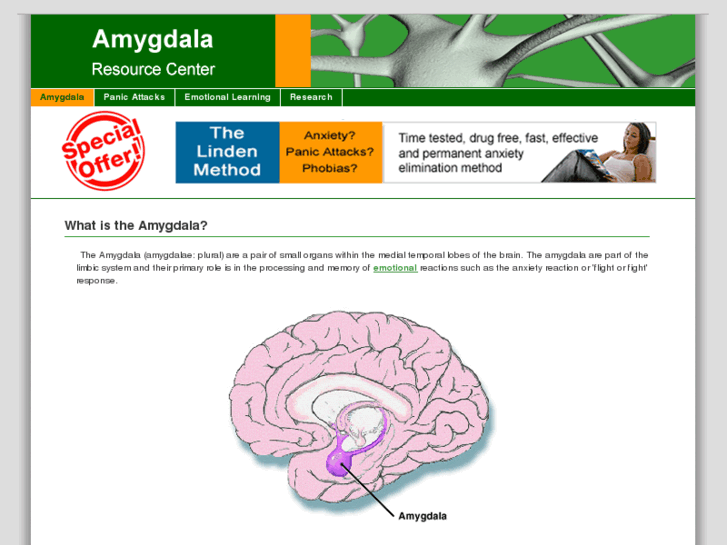 www.amygdala-anxiety.com