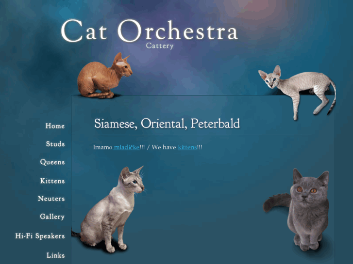 www.cat-orchestra.com