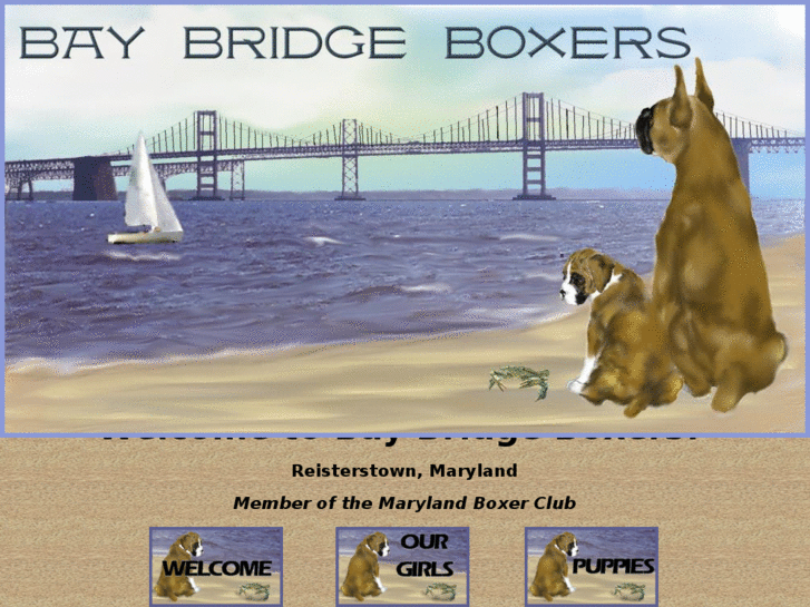 www.baybridgeboxers.com