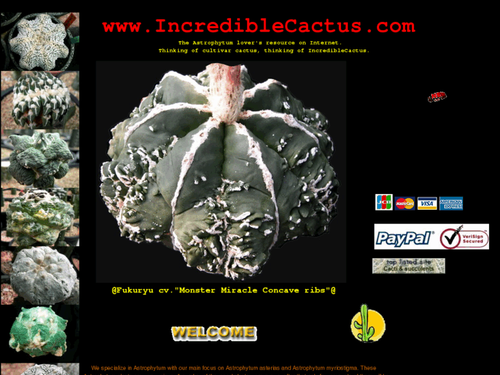 www.incrediblecactus.com