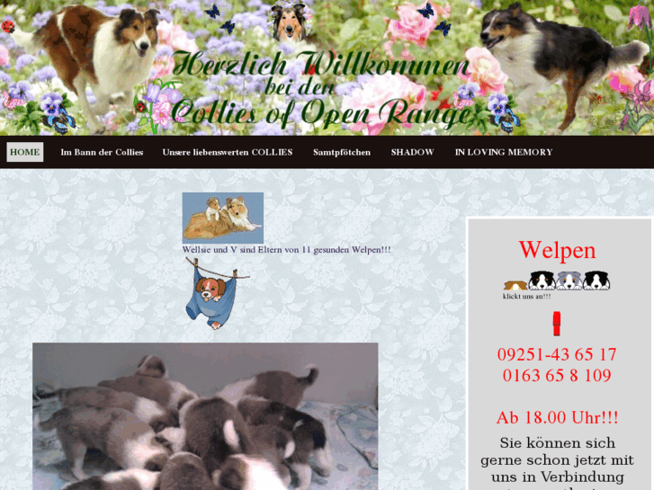 www.collies-of-open-range.com