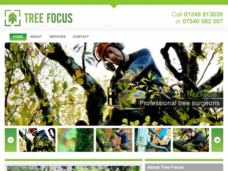 www.tree-focus.com