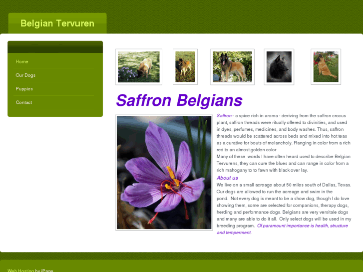 www.saffronbelgians.com