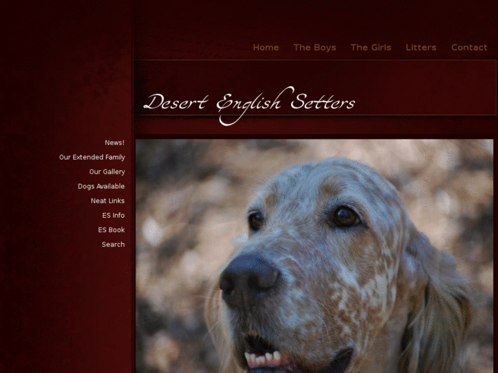 www.desertenglishsetters.com