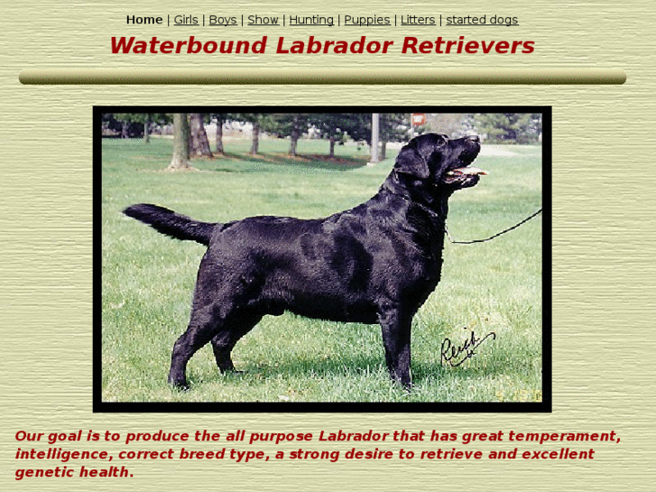 www.waterboundlabradors.com