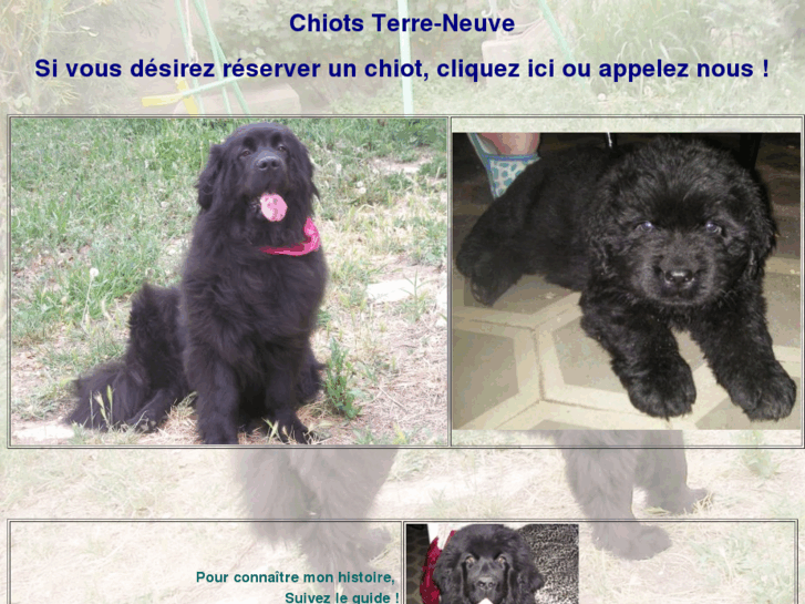 www.chiots-terre-neuve.com