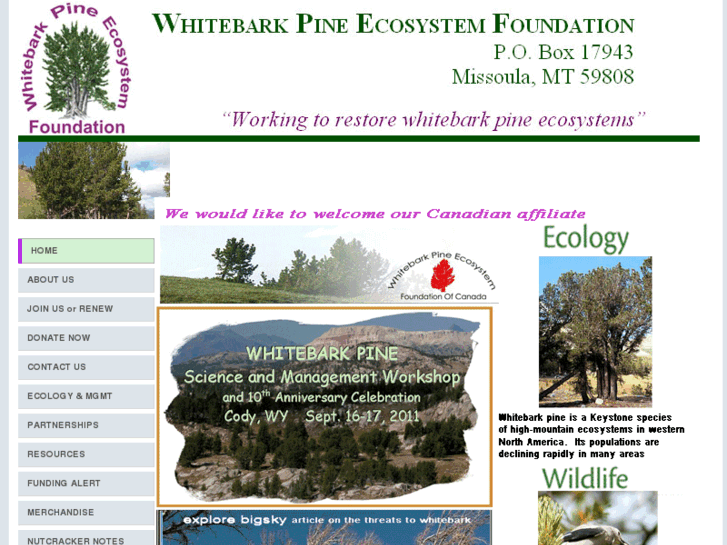 www.whitebarkfound.org