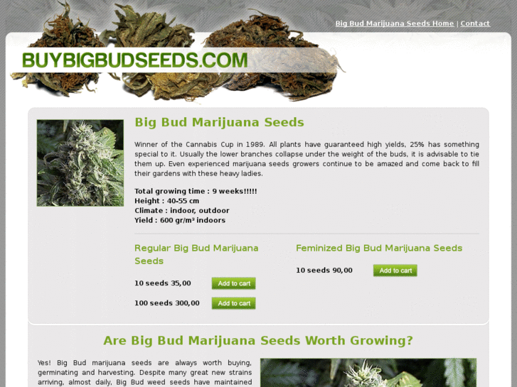 www.buybigbudseeds.com