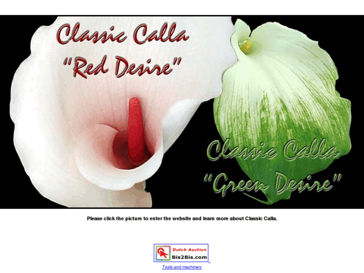 www.classiccalla.com