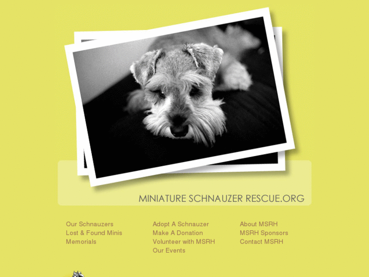 www.miniatureschnauzerrescue.org