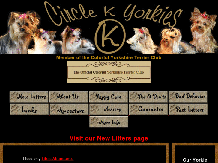 www.circlekranchyorkies.com