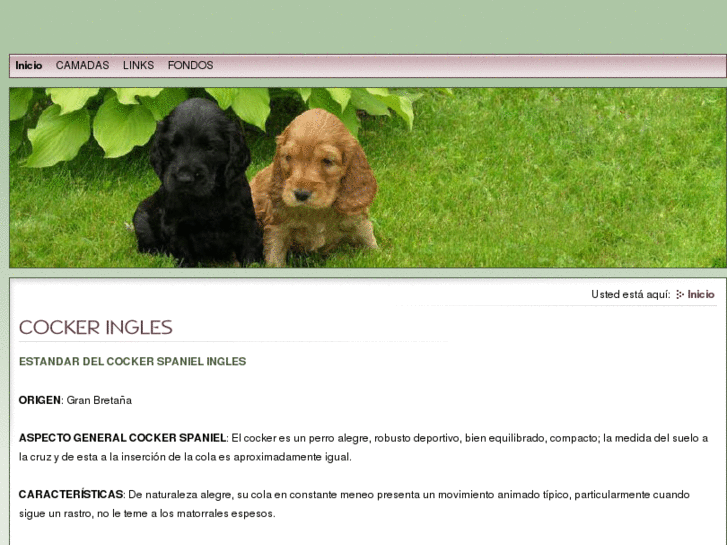 www.cocker-spaniel.es