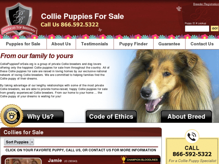 www.colliepuppiesforsale.org