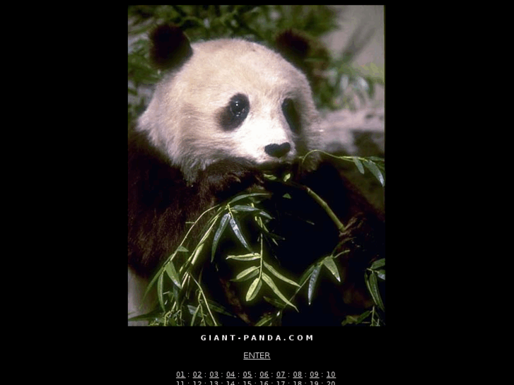 www.giant-panda.com