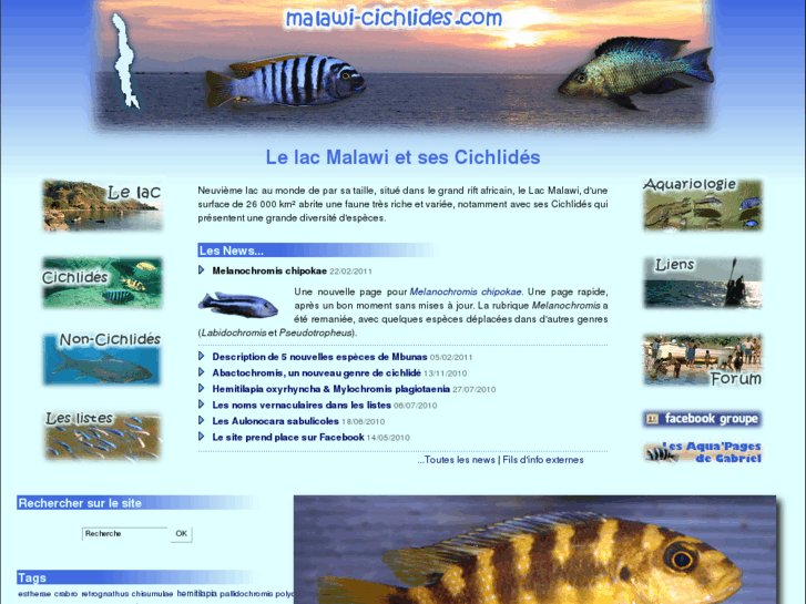 www.malawi-cichlides.com