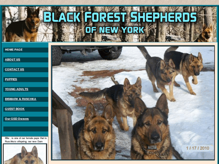 www.blackforestshepherds.net