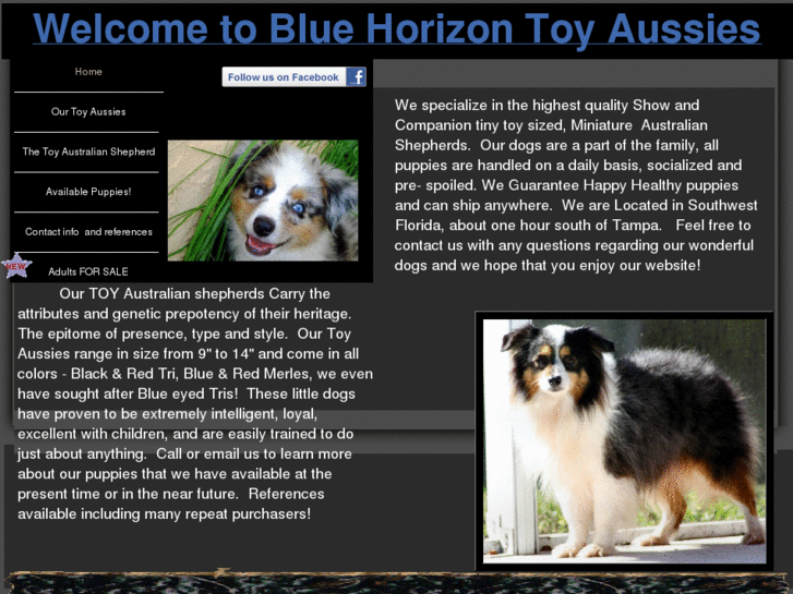 www.bluehorizontinyaussies.com