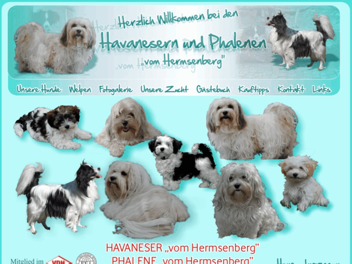 www.havaneserwelpen.de