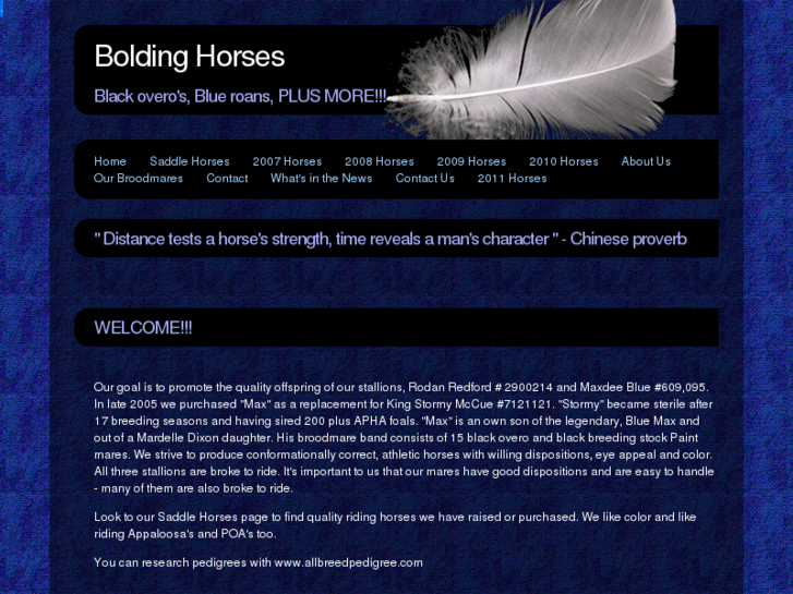 www.boldinghorses.com