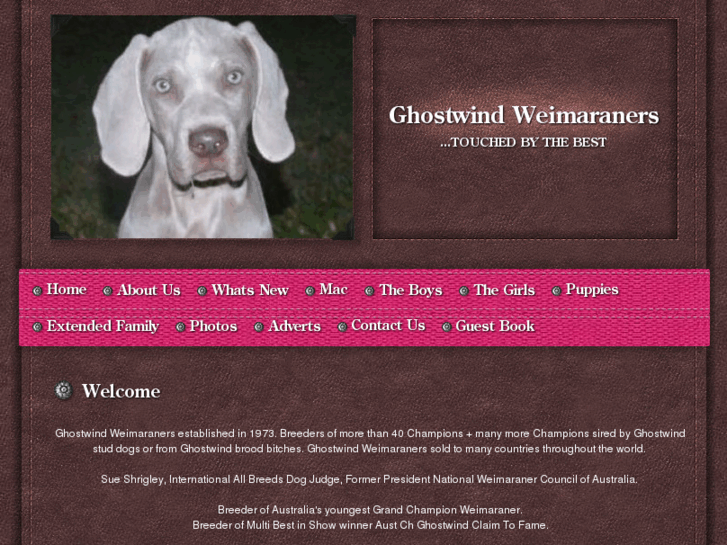 www.ghostwindweimaraners.com