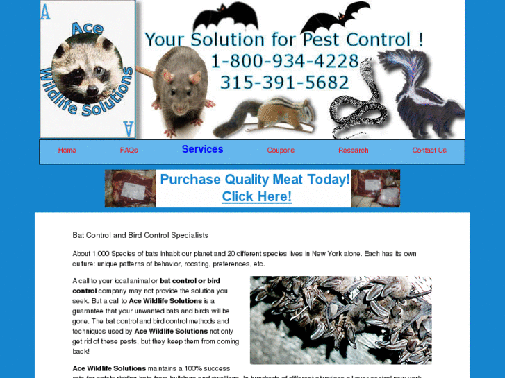 www.acewildlifesolutions.com