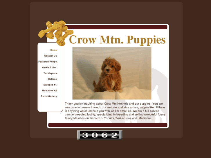 www.crowmtnpuppies.com