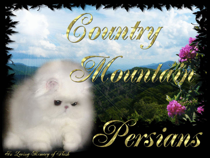 www.countrymtpersians.com