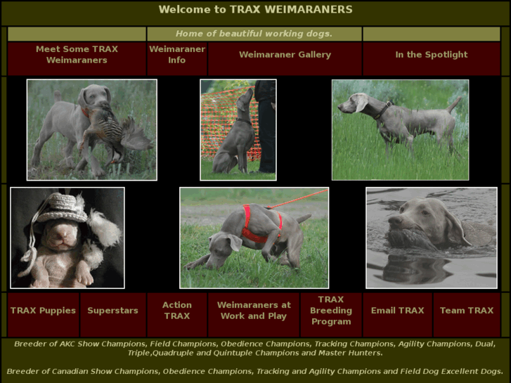 www.traxweimaraners.com