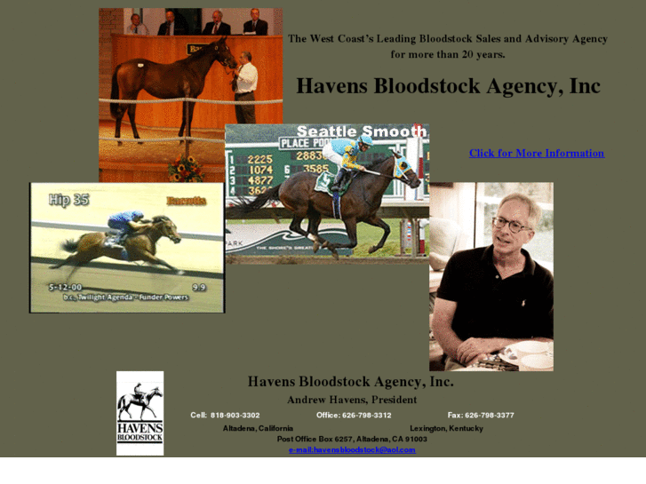 www.havensbloodstockagency.com