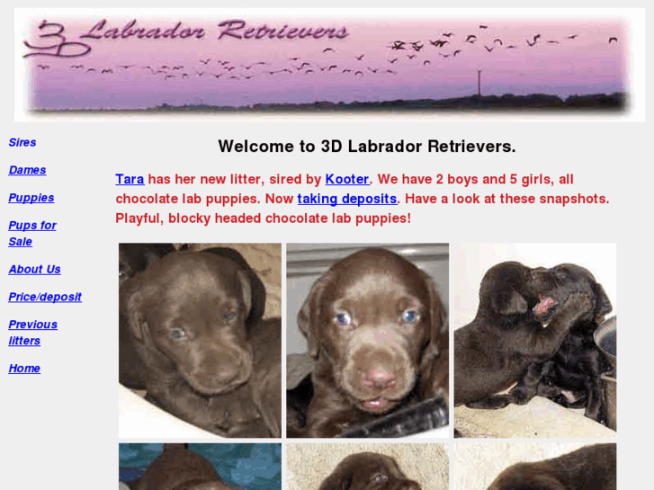 www.3d-labrador-retrievers.com