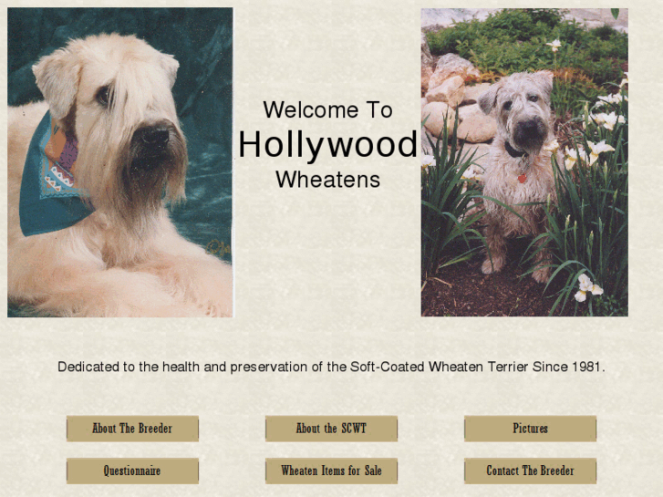 www.hollywoodwheatens.com