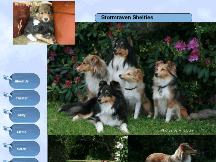 www.stormravenshelties.com