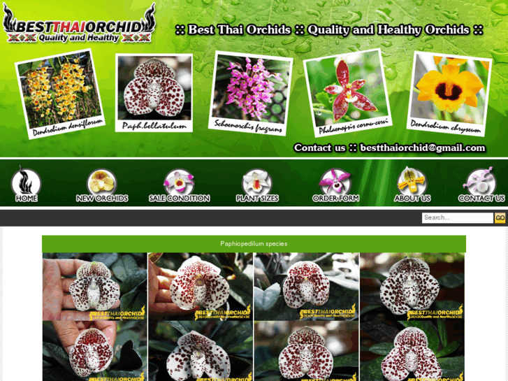 www.bestthaiorchid.com