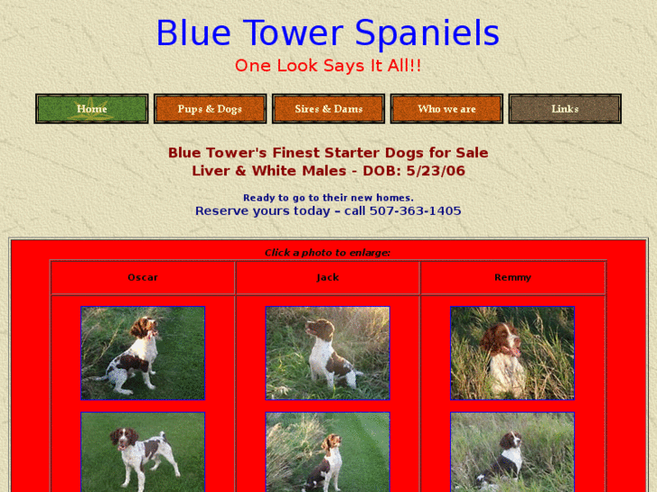 www.bluetowerspaniels.com