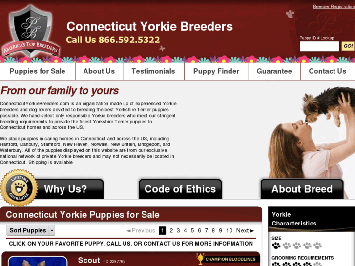 www.connecticutyorkiebreeders.com