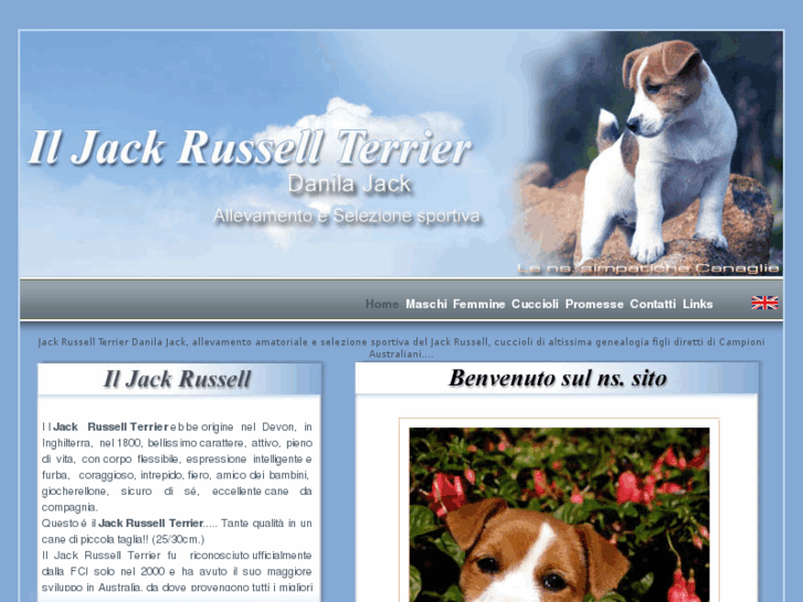 www.iljackrussell.com