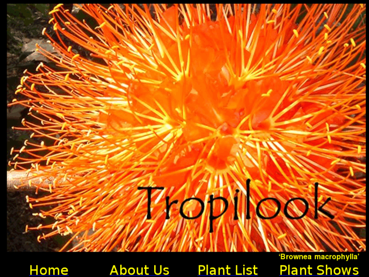 www.tropilook.com