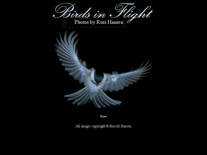 www.birdsinflight.net