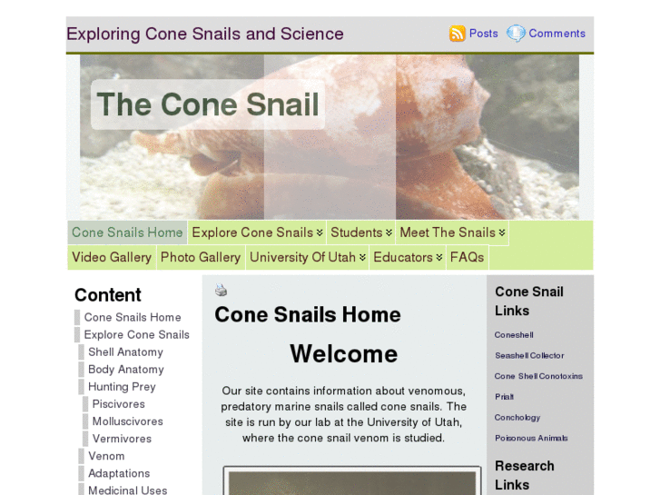 www.theconesnail.com