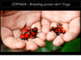 oophaga.es