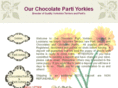 chocolatepartiyorkiebreeders.com