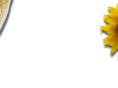 kontrakgroei.com