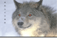 linuxwolf.com