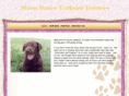 moondanceyorkshireterriers.com