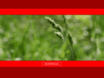 redclock.com