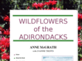 wildflowersoftheadirondacks.com