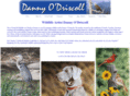 dannyodriscoll.com